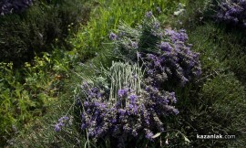 Неизвестни крадци окосили 10 декара лавандула / Новини от Казанлък