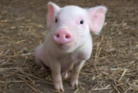 Строги мерки при отглеждането на свине заради африканска чума / Новини от Казанлък