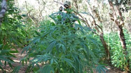 Чужденци отглеждат марихуана в Юлиево / Новини от Казанлък