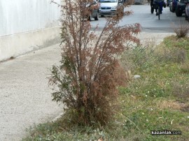 Недобросъвестни граждани унищожават дървета и храсти със сол