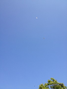 Видео: Бяла лястовица лети над Аквапарка в Овощник