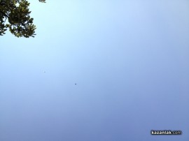 Видео: Бяла лястовица лети над Аквапарка в Овощник