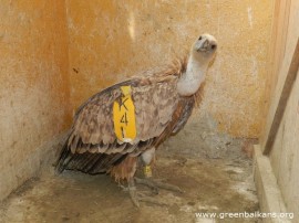 Ненчо Илчев от „Столичани в повече“ ще пусне лешояд кръстен на филмовия му герой / Новини от Казанлък