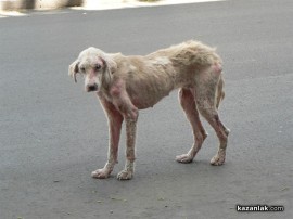 Видео: Заловиха краставо куче до казанлъшката болница. Няма опасност от епидемия