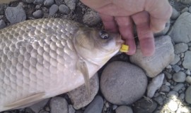 Бум на шараните на язовир „Копринка” / Новини от Казанлък