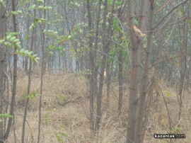 ВИДЕО: Пожарът на Тюлбето - гори гората на североизток (обновена)
