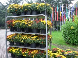  Започва есенно зацветяване в Казанлък