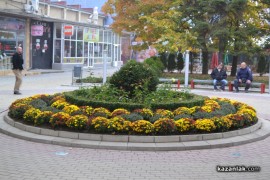 И на новите хризантеми - лека им пръст