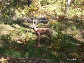 Стрелци с лък се целиха по диви животни край язовира