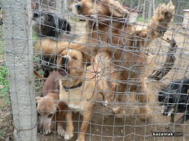 „Промени Казанлък“ помогна на приют за животни стопанисван от Румен и Ивелина