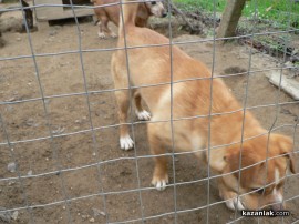 „Промени Казанлък“ помогна на приют за животни стопанисван от Румен и Ивелина