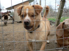 „Промени Казанлък“ помогна на приют за животни стопанисван от Румен и Ивелина