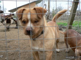 „Промени Казанлък“ помогна на приют за животни стопанисван от Румен и Ивелина