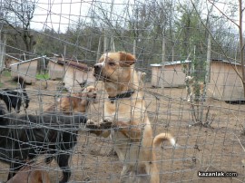 „Промени Казанлък“ помогна на приют за животни стопанисван от Румен и Ивелина