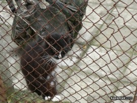 „Промени Казанлък“ помогна на приют за животни стопанисван от Румен и Ивелина