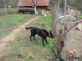 „Промени Казанлък“ помогна на приют за животни стопанисван от Румен и Ивелина