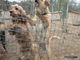 „Промени Казанлък“ помогна на приют за животни стопанисван от Румен и Ивелина
