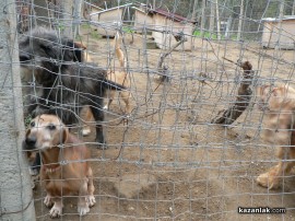 „Промени Казанлък“ помогна на приют за животни стопанисван от Румен и Ивелина