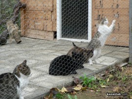 „Промени Казанлък“ помогна на приют за животни стопанисван от Румен и Ивелина