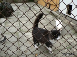 „Промени Казанлък“ помогна на приют за животни стопанисван от Румен и Ивелина