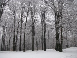  Казанлъчани спечелиха първите места в състезания по ски ориентиране