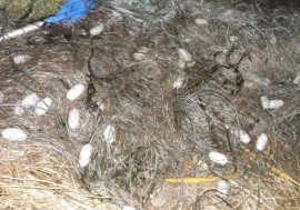  Извадиха 800 метра бракониерски мрежи от водите на язовир „Копринка“ / Новини от Казанлък