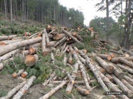 Шипкалии недоволни от сечта край града