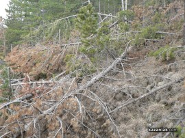 Шипкалии недоволни от сечта край града