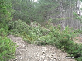 Шипкалии недоволни от сечта край града