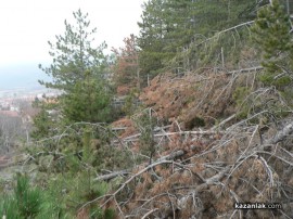 Шипкалии недоволни от сечта край града