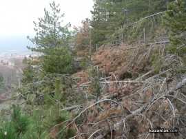 Шипкалии недоволни от сечта край града