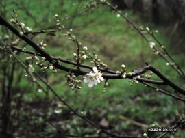Цъфнаха дръвчета в Казанлък