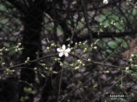 Цъфнаха дръвчета в Казанлък