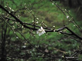 Цъфнаха дръвчета в Казанлък