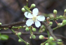 Цъфнаха дръвчета в Казанлък