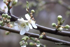 Цъфнаха дръвчета в Казанлък
