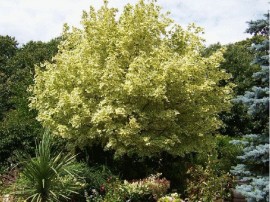 Красиви цветни ивици ще посрещат гостите на Казанлък