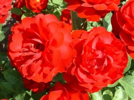 Красиви цветни ивици ще посрещат гостите на Казанлък / Новини от Казанлък