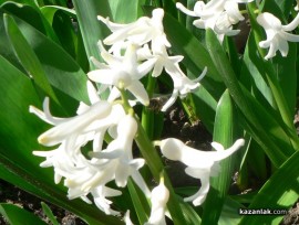 В Казанлък отново се радвахме на температура от над 20 градуса / Новини от Казанлък