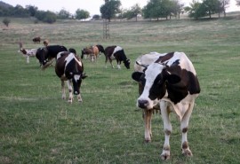  Автомобил се блъсна в крави по главния път Казанлък - Бургас / Новини от Казанлък