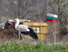 Щъркели в казанлъшко