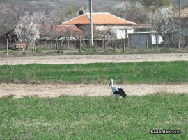 Щъркели в казанлъшко