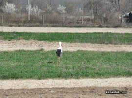 Щъркели в казанлъшко