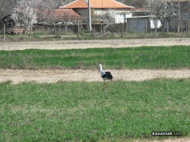 Щъркели в казанлъшко