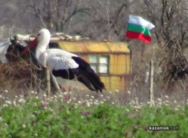 Щъркели в казанлъшко