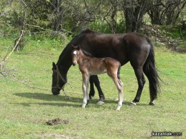 Кражби на коне и кабели в селата / Новини от Казанлък