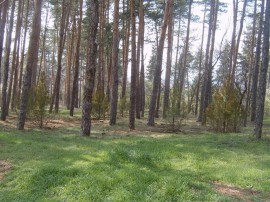 Изцяло се обновяват двата емблематични парка „Розариум“ и „Тюлбето“