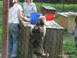 Започва акция по кастриране на безстопанствени кучета