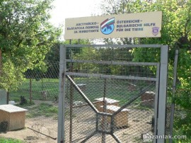 Започва акция по кастриране на безстопанствени кучета / Новини от Казанлък