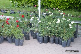 Засаждат близо 1000 рози в центъра на Казанлък